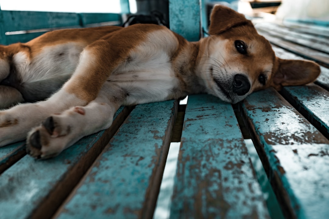 Photo Mastador dog: loyal companion